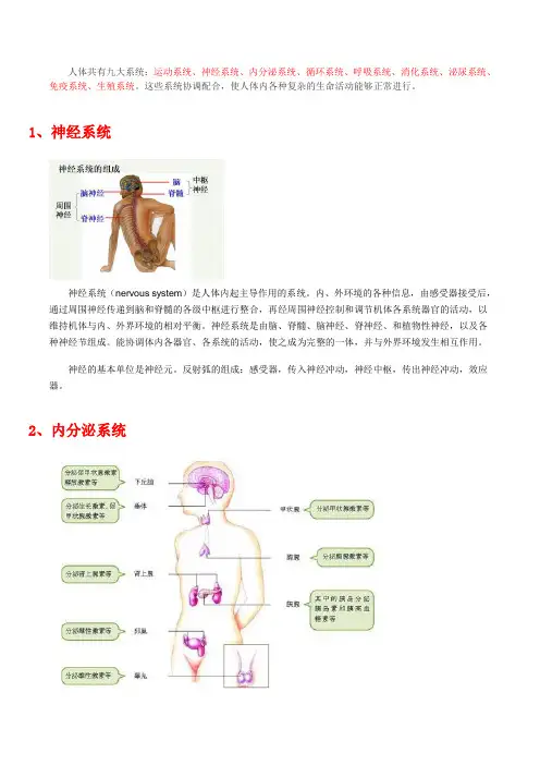 人体九大系统