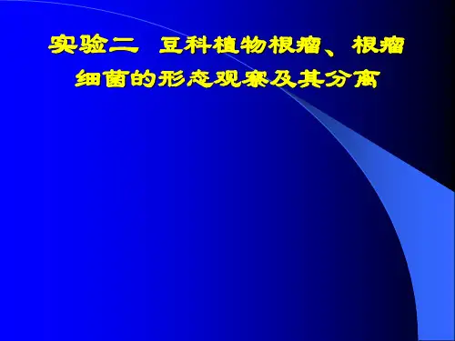 豆科植物根瘤根瘤细菌的形态观察及其分离