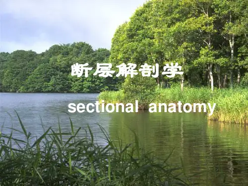 --断层解剖学1