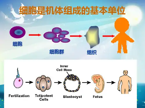 胚胎干细胞的研究及其应用课件