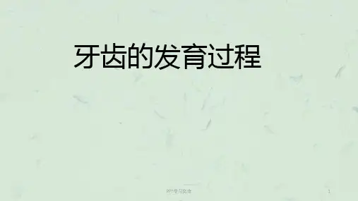 牙齿的发育过程课件