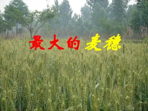 最大的麦穗课件