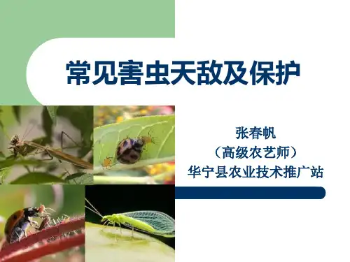 常见害虫天敌及保护
