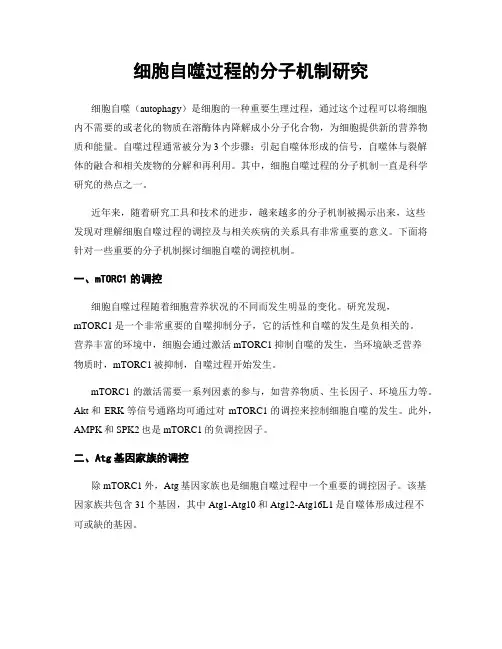 细胞自噬过程的分子机制研究