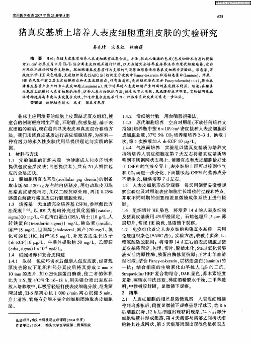 猪真皮基质上培养人表皮细胞重组皮肤的实验研究