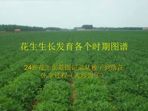 花生生长全过程图谱ppt课件