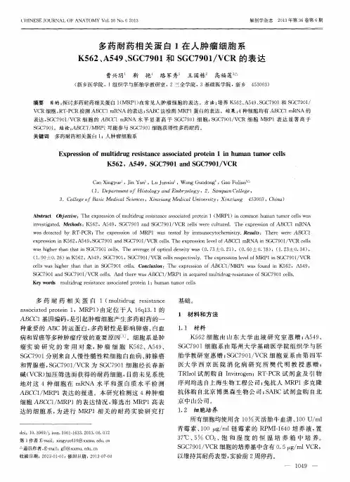 多药耐药相关蛋白1在人肿瘤细胞系K562、A549、SGC7901和SGC7901／VCR的表达
