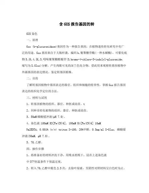 含GUS报告基因的转