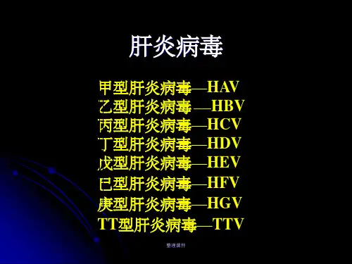 《微生物与免疫学》专科 28章肝炎病毒