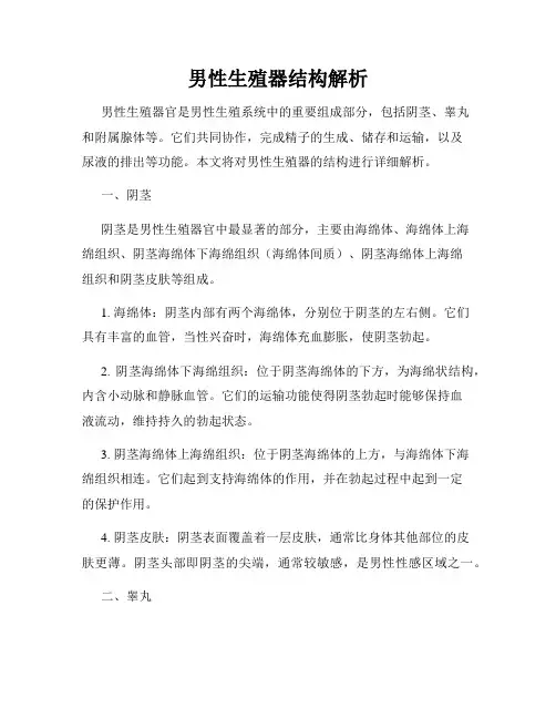男性生殖器结构解析