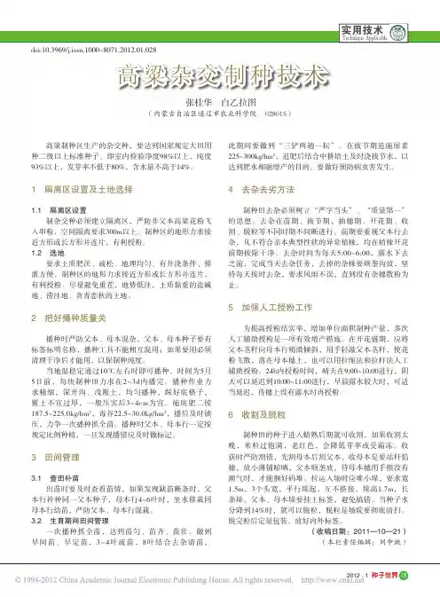 高粱杂交制种技术