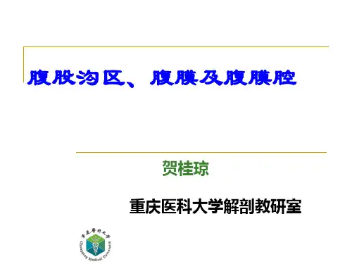 局部解剖学11-腹股沟及腹膜腔