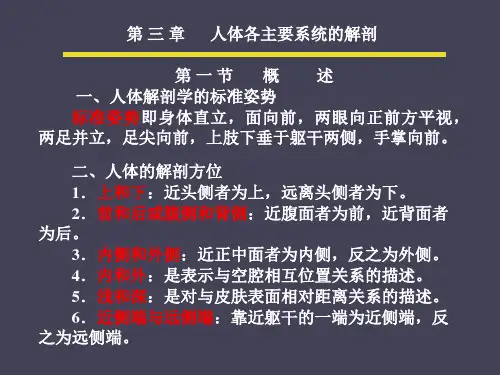 人体解剖生理学课件06