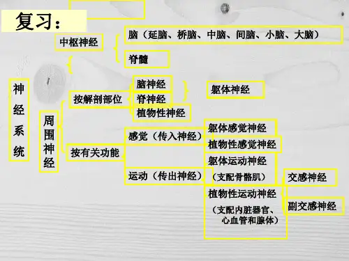 神经生理课件.ppt