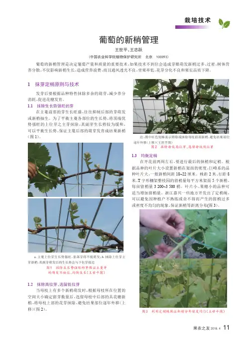 葡萄的新梢管理