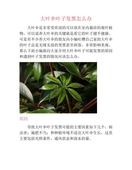 大叶伞叶子发黑怎么办-养花技巧