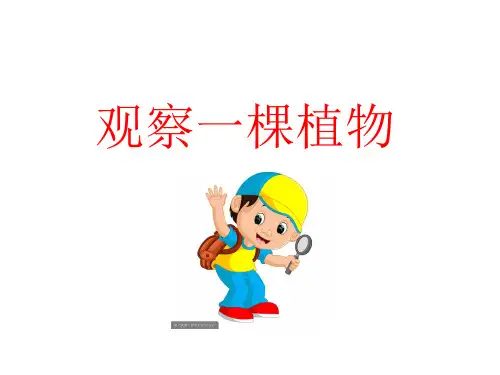一年级上册科学《观察一棵植物》教科版