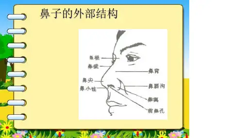 大班健康活动鼻子的故事ppt课件