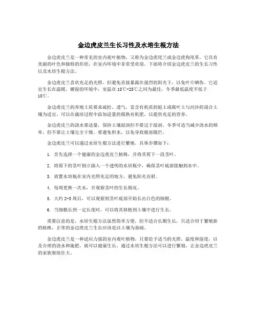 金边虎皮兰生长习性及水培生根方法