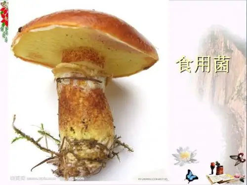 六年级科学上册食用菌ppt课件2青岛版