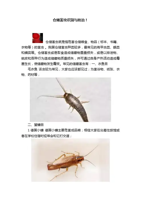 仓储害虫识别与防治！