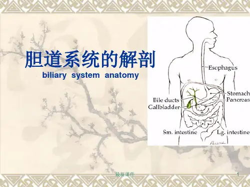 胆道解剖课件