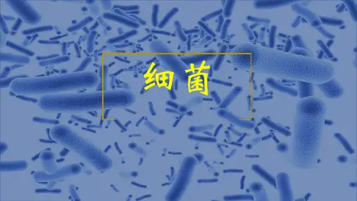鲁科五四学制版七年级下册生物：第二节 细菌 (共44张PPT)