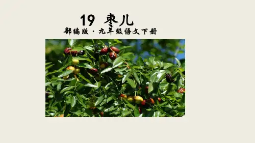 人教部编版九年级下册语文19-枣儿PPT课件