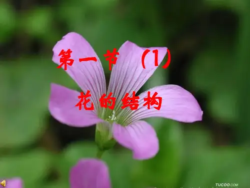 花的结构