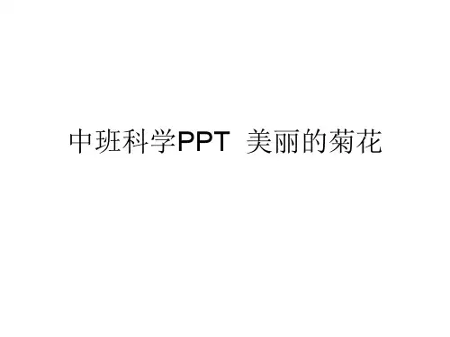 中班科学PPT  美丽的菊花