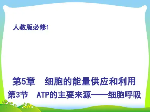 有氧呼吸和无氧呼吸及细胞呼吸原理的应用-课件