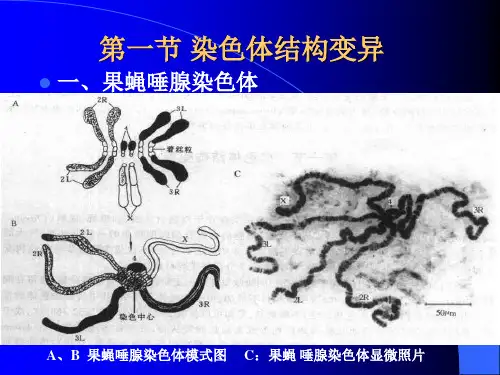 染色体畸变PPT课件