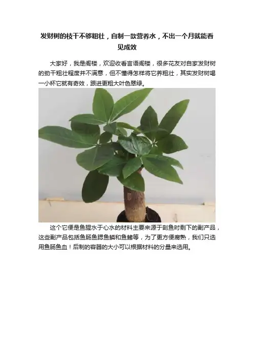 发财树的枝干不够粗壮，自制一款营养水，不出一个月就能看见成效