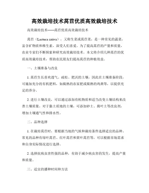 高效栽培技术莴苣优质高效栽培技术