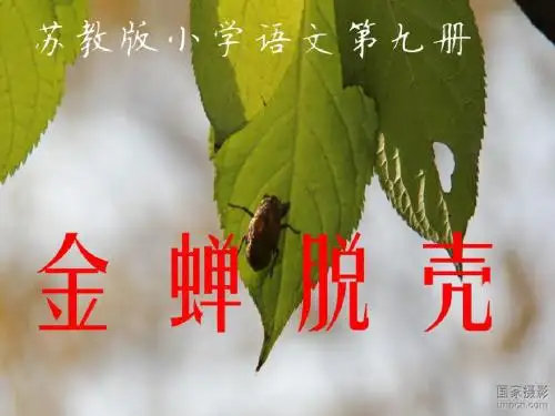 苏教版小学语文第九册《金蝉脱壳》第二课时PPT