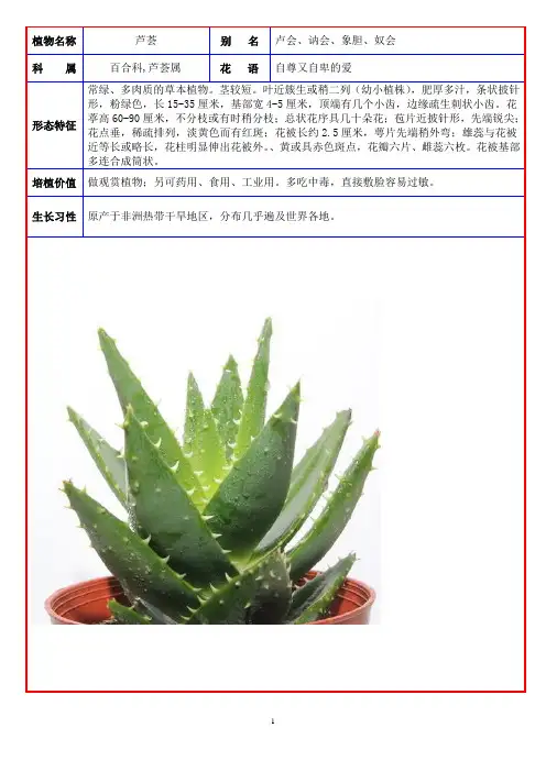 常见室内盆栽绿化植物(整理)