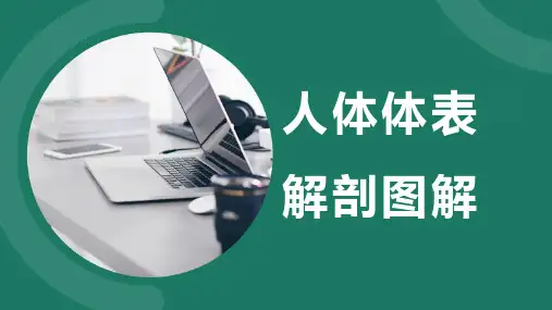 人体体表解剖图解(上)