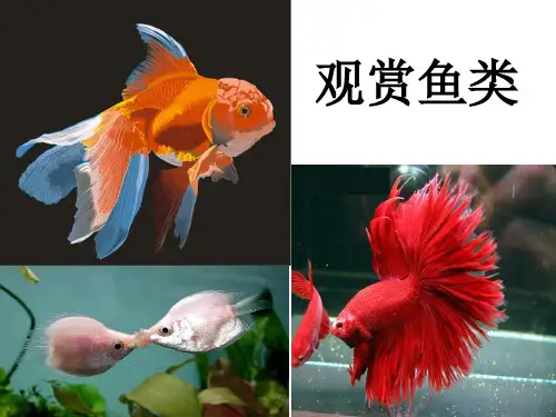 观赏鱼造景概要