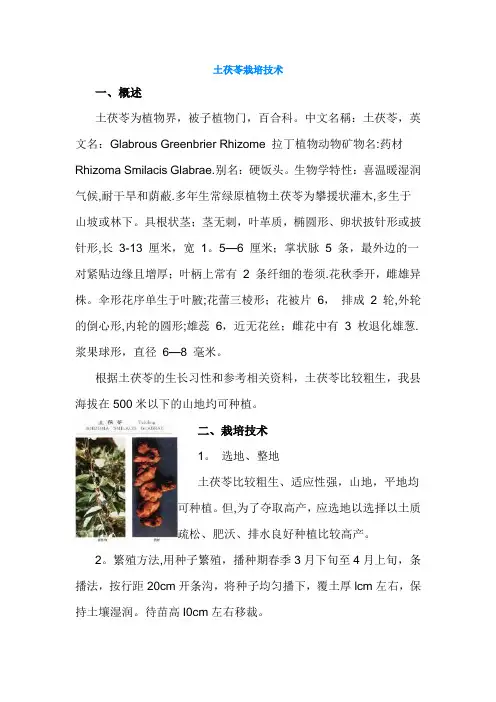 土茯苓栽培技术