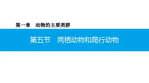 5.1.5 两栖动物和爬行动物-2020年秋人教版八年级上册生物课件(共28张PPT)