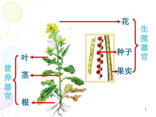 最新苏科版八年级生物上册课件：19-1植物的生殖(共60张PPT)【精美】