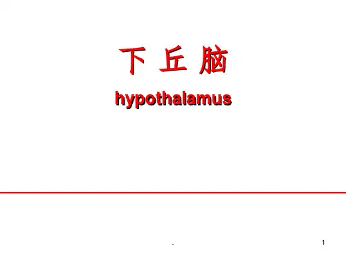下丘脑ppt课件