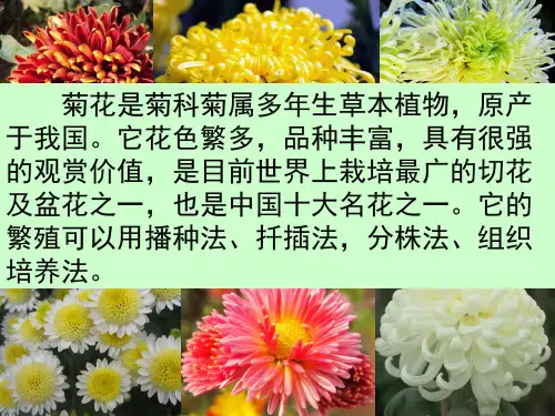 菊花的组织培养