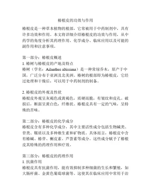 椿根皮的功效与作用