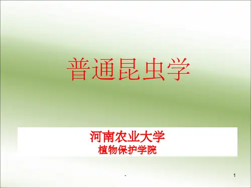普通昆虫学ppt