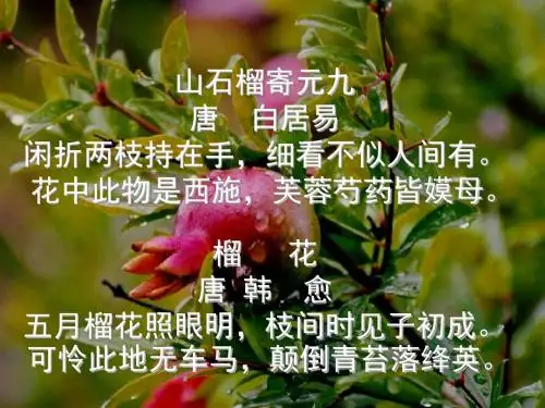 广东省化州市第一初级中学七年级语文下册_1《石榴》课件 (新版)语文版
