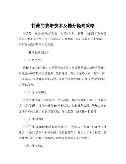 甘蔗的栽培技术及糖分提高策略