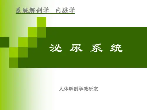 《人体解剖学》教学课件-泌尿系统