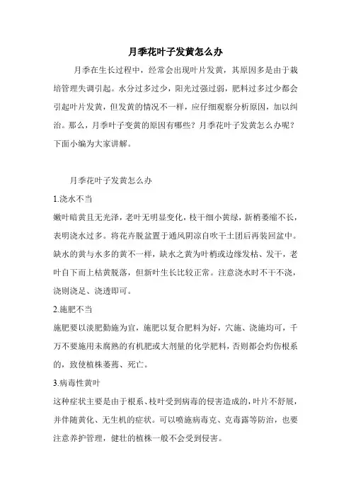 月季花叶子发黄怎么办.doc