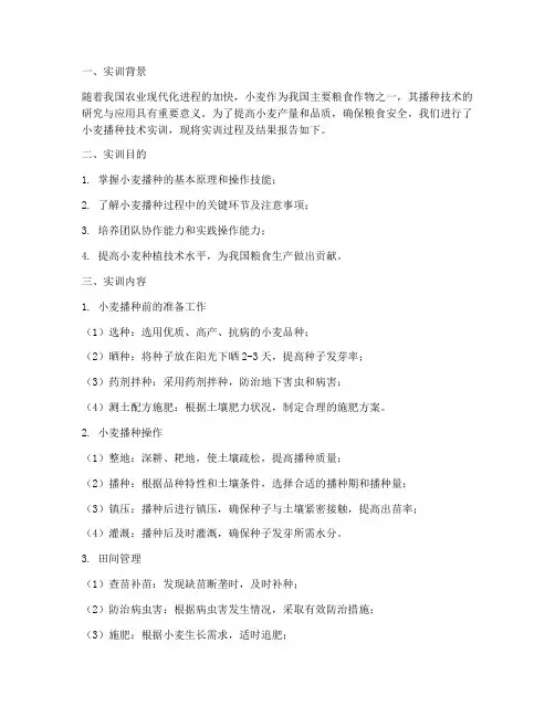 小麦播种技术实训报告